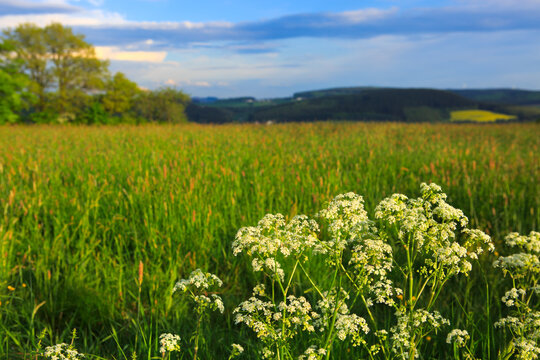 Wildflowers field and blue sky.