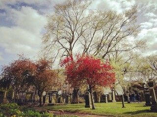 Paisaje otoño urbano con árboles con hojas de colores