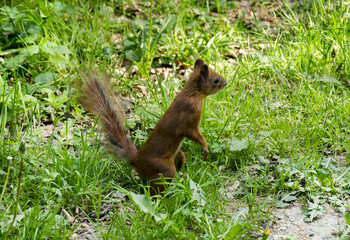 Orange squirrel in the grass