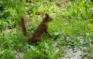 Orange squirrel in the grass