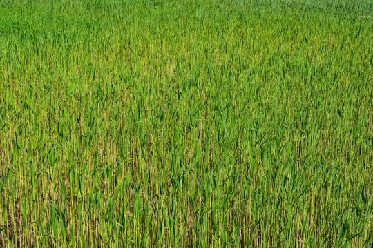Green cane field