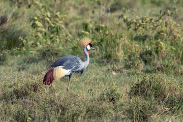 Crowned Crane or Balearica pavonina
