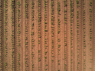 Aerial view of cultivated maize field from drone