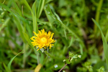 Close up small yellow dandelion