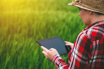 Naklejka na ściany i meble Female farmer using tablet computer in rye crop field