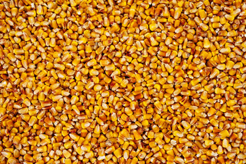 Maize grains texture