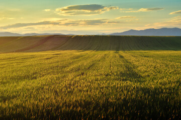Sunset over the barley field