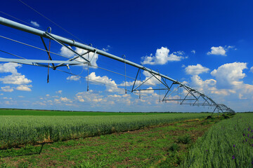 Pivot irrigation in wheat field