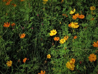 O mato e as flores amarelas e alaranjadas.