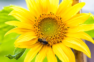 Obraz premium Honey bee visiting a sunflower
