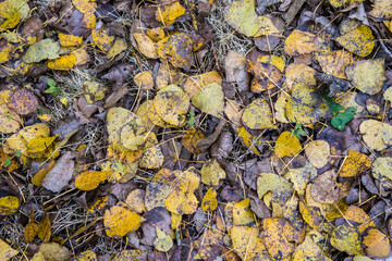 Autumn leaves in the forest.