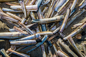 Shells on the beach.