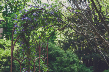 Fototapeta premium Landscape design, evergreen fir trees and flowers