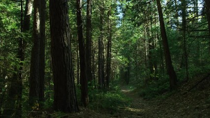 Huge trees in the forest, old pines and firs, trod, path in the wood, sunny weather, blue sky, camera movement from bottom to top, 4K - Powered by Adobe