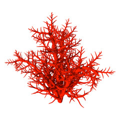 3D Rendering Red Coral on White