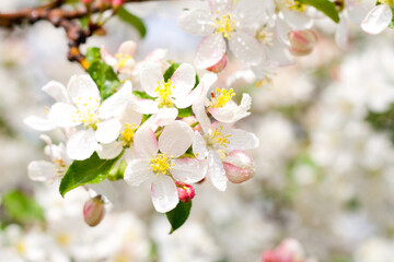 Obraz premium Blossoming apple-tree in the spring against the blue sky