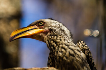 Yellow-billed Hornbill