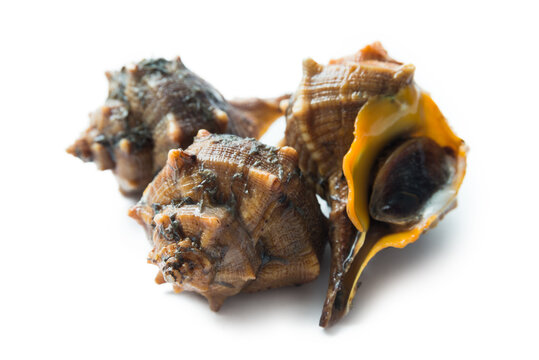 Bocconi di mare freschi, sea snails