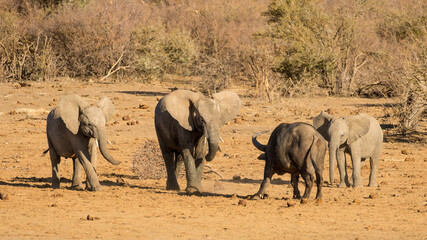 Wild African Elephant versus Cape Buffalo