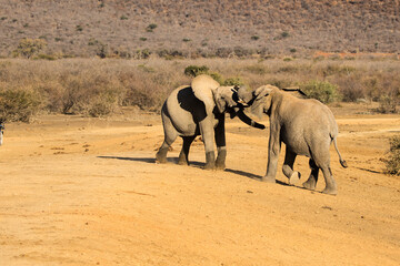 Wild African Elephant
