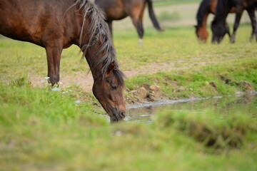 give me some water, cute wild pony drinking out of a small river
