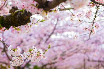 Pink cherry blossom on tree brance close up