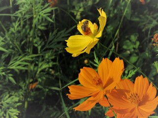 Obraz na płótnie Canvas A abelha na flor amarela.