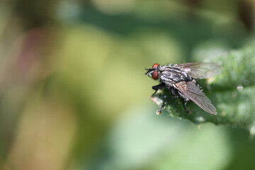 close up fly