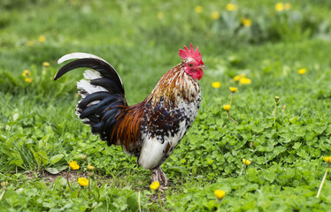 Happy rooster in the garden