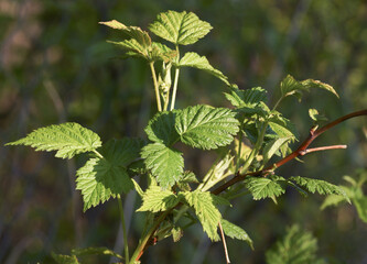 Green plants in the garden.