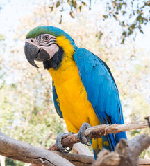 Macaw bird