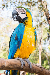 Macaw bird