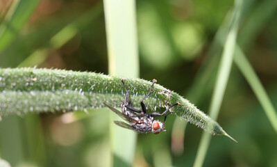 close up fly