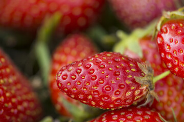 Fresh organic strawberries