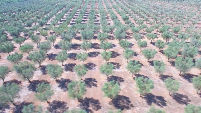 Olive trees - Aerial view 4k