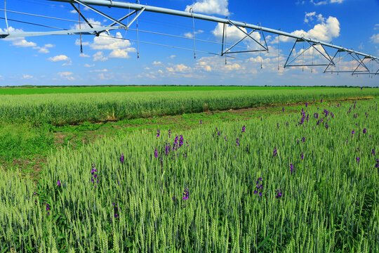 Pivot irrigation in wheat field