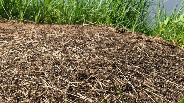 Timelapse of ants crawling in the anthill. Macro image