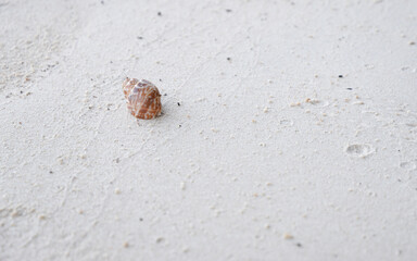 Hermit crab on the sand beach 