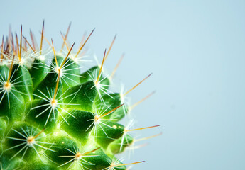 Mammillaria Cactus isolated on color background