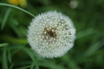 Dandelion 