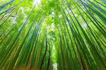 Obraz na płótnie Canvas Arashiyama bamboo forest green background in Kyoto