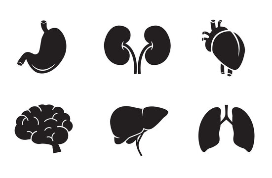 Human Organs Vector Icon Set.