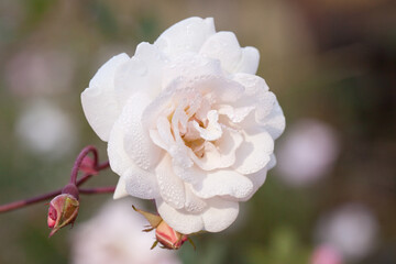 white rose