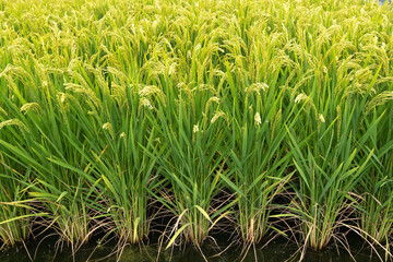 Asian rice (Oryza sativa) plants growing at an agricultural show in Changchun, China.