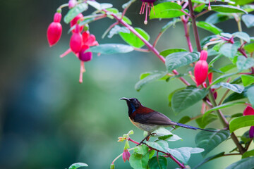 Olive-backed Sunbird With beautiful flowers