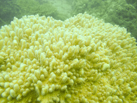 Soft coral, Sinularia in the coral reef, underwater background