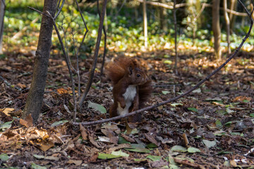 Scoiattolo al parco