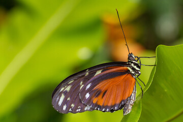 Papillon sur feuille