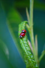 'coccinelle e amore'