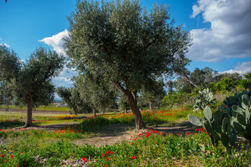 alberi di olivo e fiori colorati
